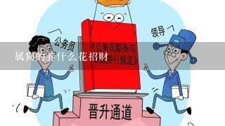 属狗的养什么花招财